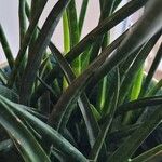Sansevieria stuckyi Hoja