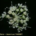 Dichoropetalum schottii Λουλούδι