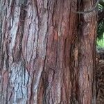 Sequoiadendron giganteum Kabuk