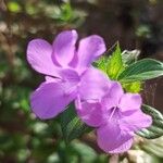 Barleria cristata Flors