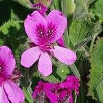 Pelargonium cucullatum Blomst