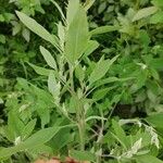 Chenopodium berlandieri Foglia