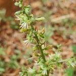 Chlorophytum gallabatense Flor