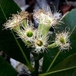 Syzygium koniamboense Fruto