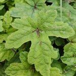 Tiarella cordifolia 葉