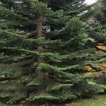 Abies cephalonica Hábito