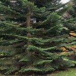 Abies cephalonica Alkat (teljes növény)