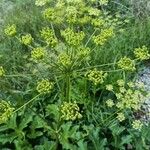 Heracleum angustisectum