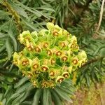 Euphorbia characias Blatt