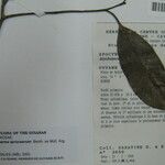 Aspidosperma spruceanum Altul/Alta