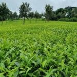 Camellia sinensis Hábito