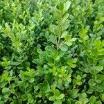 Buxus microphyllaFeuille