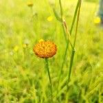 Leucanthemum virgatum 花