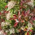 Photinia × fraseri Облик