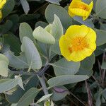 Dendromecon harfordii ശീലം
