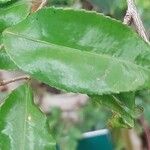 Camellia sinensis পাতা