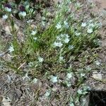 Minuartia rostrata Облик