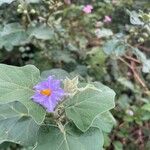 Solanum violaceum برگ