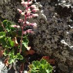 Heuchera rubescens Celota