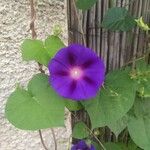 Ipomoea purpurea Цветок
