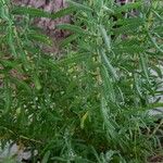 Lavandula dentata Ліст
