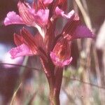 Anacamptis papilionacea Flor