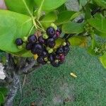 Erithalis odorifera Fruit