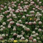 Trifolium isthmocarpum Yeri