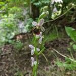 Ophrys holosericea Цвят