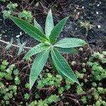 Buddleja globosa पत्ता