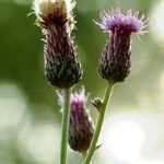Cirsium arvense Flor