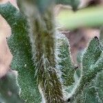 Senecio sylvaticus Bark