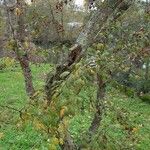 Crataegus laciniata Blatt