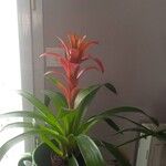 Guzmania monostachia Flower