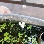 Egeria densa Kwiat
