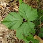 Rubus caesius Leaf