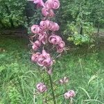 Lilium martagonFlower