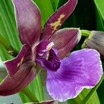 Zygopetalum maculatum Flower