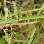 Chamaecrista fallacina Leaf