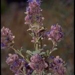 Salvia dorrii Flower