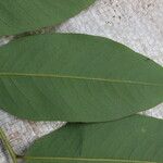 Detarium macrocarpum Blatt