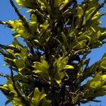 Puya chilensis Floro