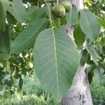 Juglans regia Lehti