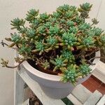 Sedum pachyphyllum Folha