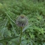 Cirsium vulgareFlor