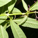 Palicourea angustifolia