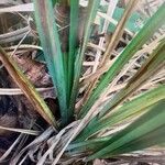 Carex lurida Autre