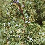 Juniperus osteosperma Hoja