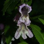 Penstemon smallii Flower