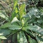 Verbascum phlomoides Habitus